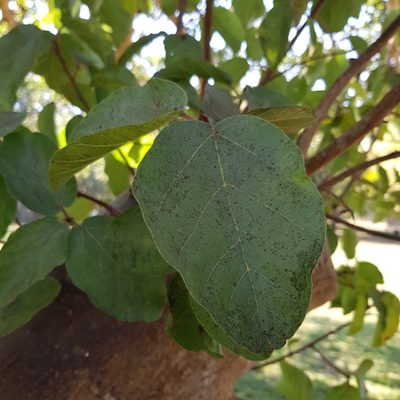 Ficus sycomorus, photographed by Margaret Burger