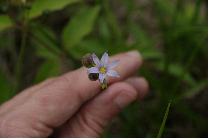 Sisyrinchium sagittiferum, photographed by Eric Knight