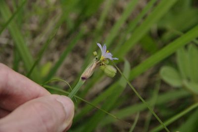 Sisyrinchium sagittiferum, photographed by Eric Knight