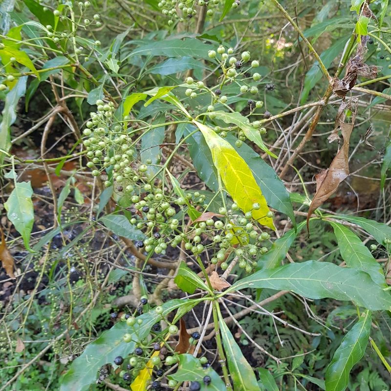 Tarenna pavettoides, photographed by Margaret Burger