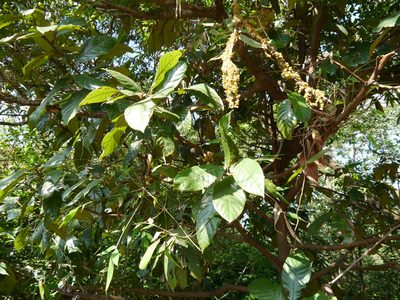 Litsea floribunda, photographed by Dinesh Valke