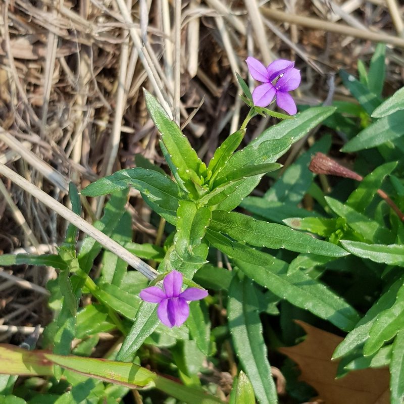 Monopsis stellarioides, photographed by Margaret Burger