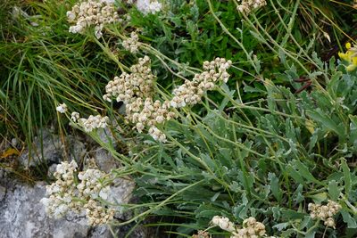 Achillea clavennae, photographed by Patrick Hacker