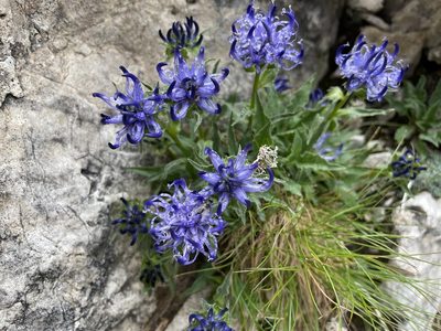 Phyteuma sieberi, photographed by Dario Taraborelli