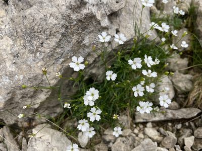 Heliosperma pusillum, photographed by Dario Taraborelli