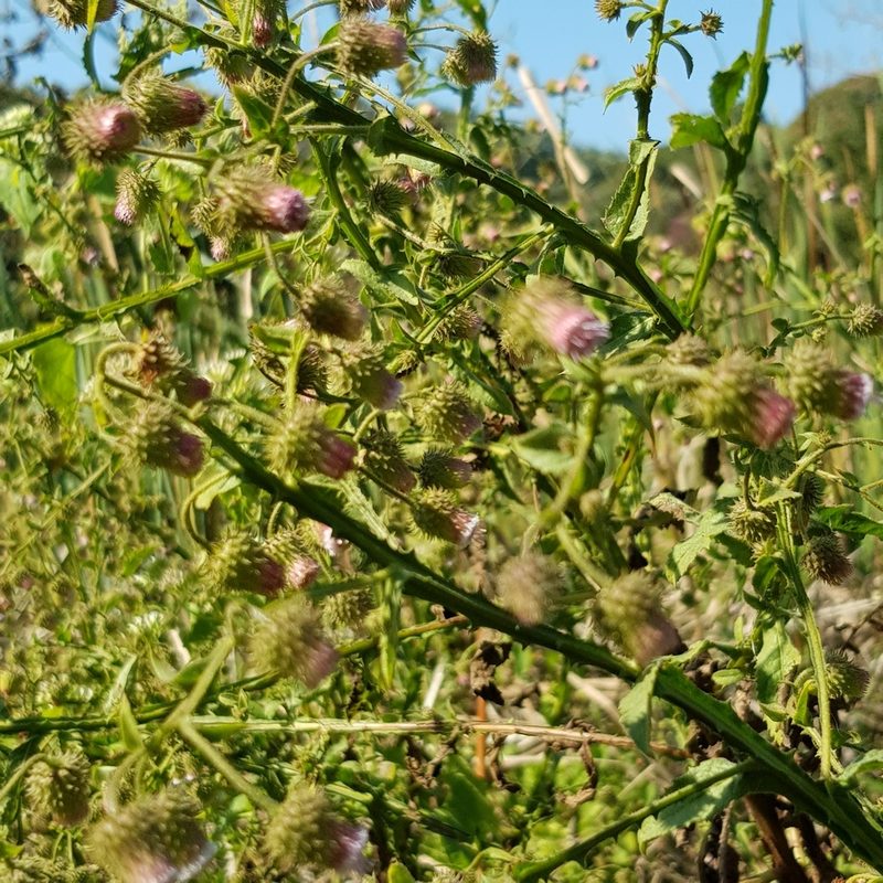 Laggera crispata, photographed by Margaret Burger