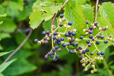 Viburnum recognitum, photographed by Jay Pruett