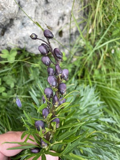 Aconitum tauricum, photographed by Dario Taraborelli