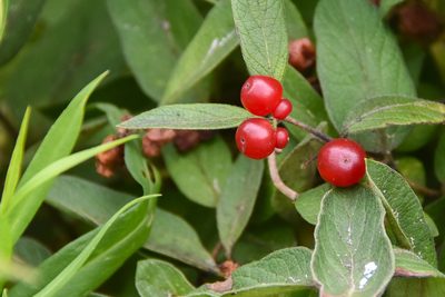 Lonicera morrowii, photographed by Jay Pruett