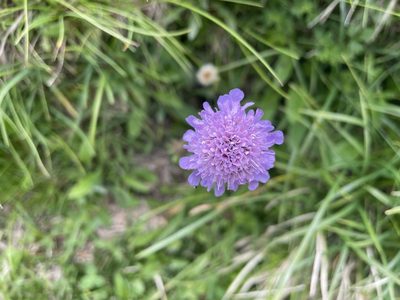 Scabiosa lucida, photographed by Dario Taraborelli