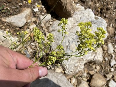 Biscutella laevigata, photographed by Dario Taraborelli