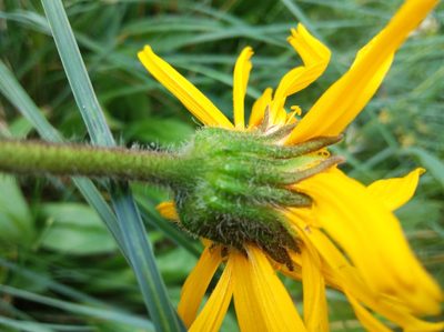 Arnica montana, photographed by Ben Costamagna