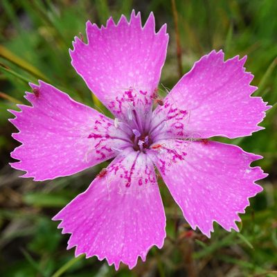 Dianthus alpinus, photographed by Patrick Hacker