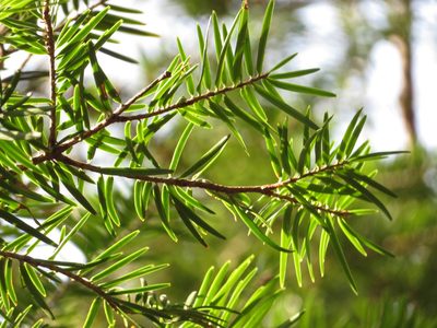 Abies firma, photographed by Marco Mussita