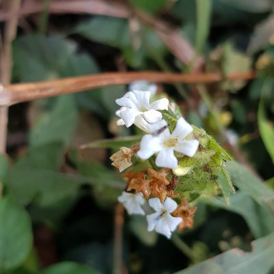 Phaulopsis imbricata, photographed by Margaret Burger