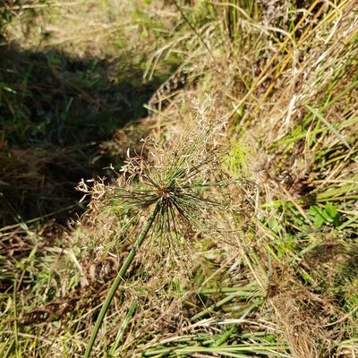Cyperus prolifer, photographed by Margaret Burger