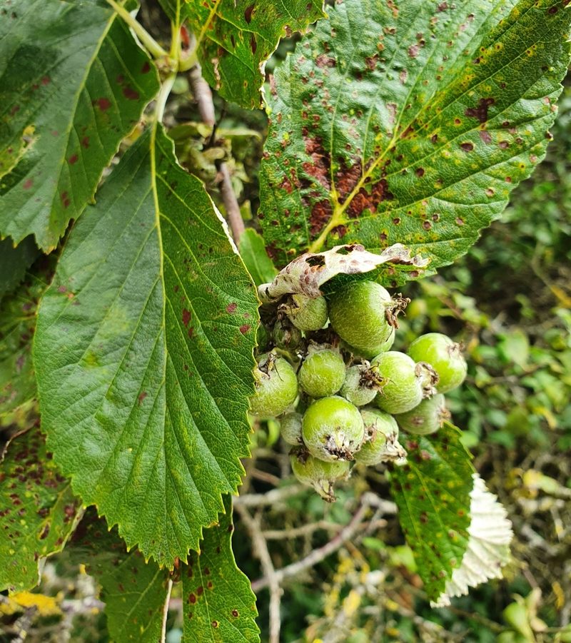 Aria lancastriensis, photographed by Jonathan Hughes