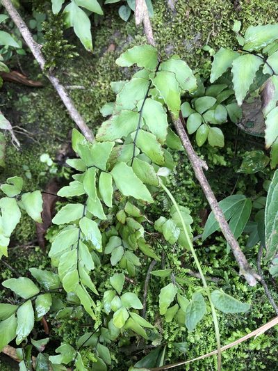 Adiantum petiolatum, photographed by Jared Shorma