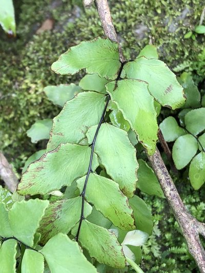 Adiantum petiolatum, photographed by Jared Shorma