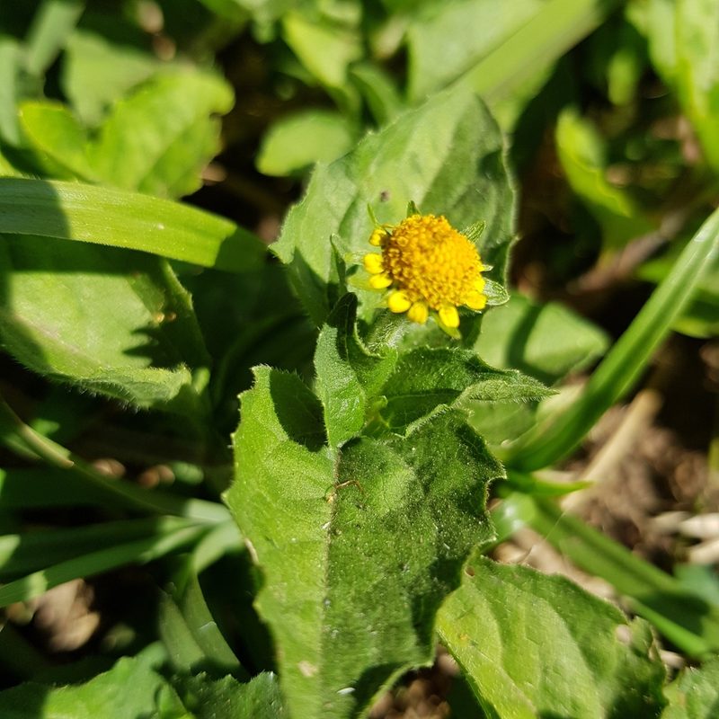 Acmella caulirhiza, photographed by Margaret Burger