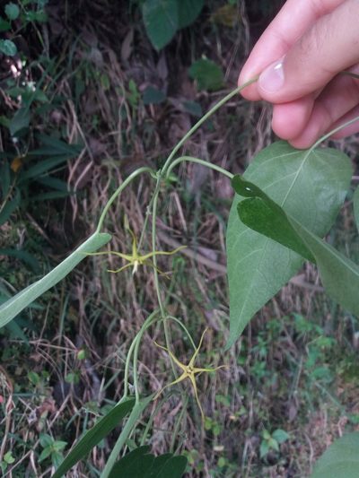 Oxypetalum cordifolium, photographed by Daniel Mesa