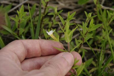 Gratiola brevifolia, photographed by Eric Knight
