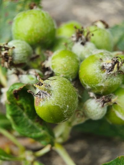 Aria lancastriensis, photographed by Jonathan Hughes