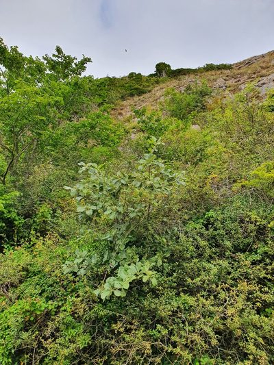 Aria lancastriensis, photographed by Jonathan Hughes