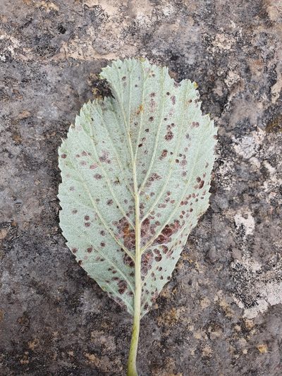 Aria lancastriensis, photographed by Jonathan Hughes