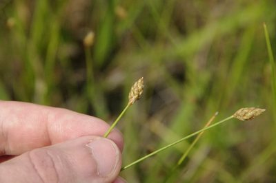 Eleocharis tuberculosa, photographed by Eric Knight