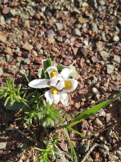 Moraea falcifolia, photographed by Danie Palm