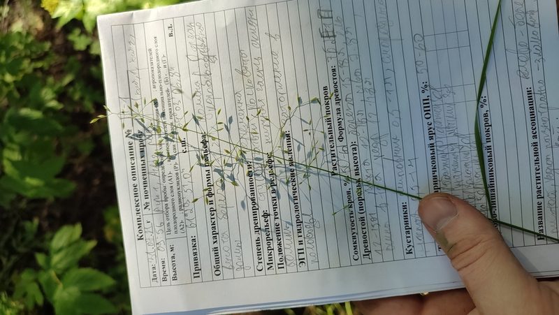Poa palustris, photographed by Yurii Basov