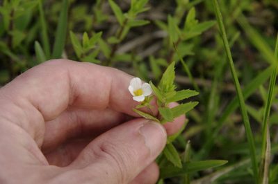 Gratiola brevifolia, photographed by Eric Knight