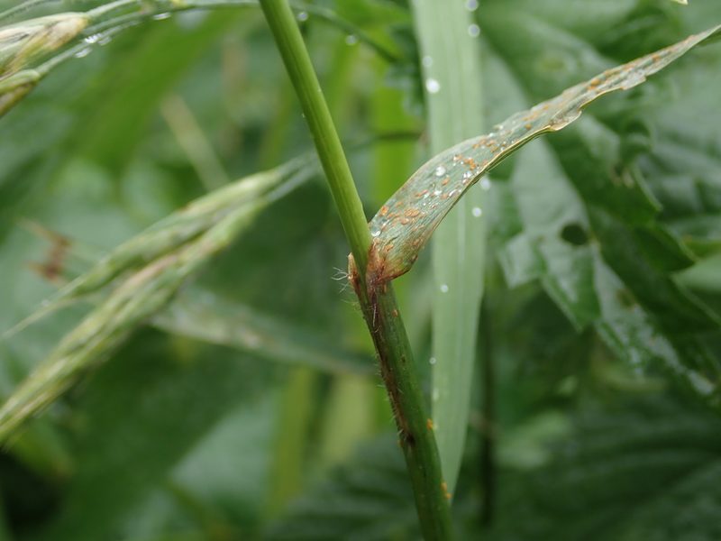 Bromus carinatus, photographed by Daniel Cahen