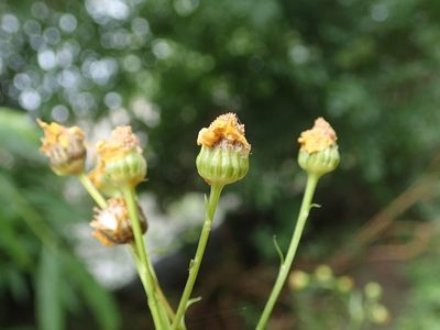 Jacobaea aquatica, photographed by Daniel Cahen