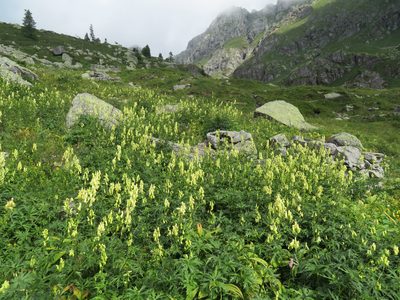 Aconitum lycoctonum, photographed by Marco Mussita
