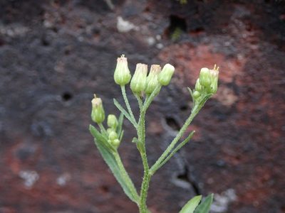 Erigeron floribundus, photographed by Daniel Cahen