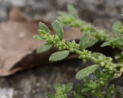 Herniaria hirsuta, photographed by Alexis Tinker-Tsavalas