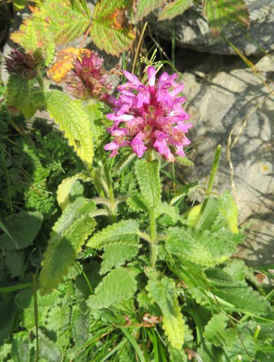 Betonica hirsuta, photographed by Marco Mussita