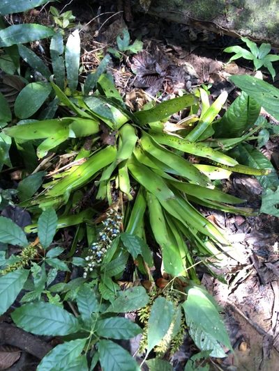 Aechmea angustifolia, photographed by Jared Shorma