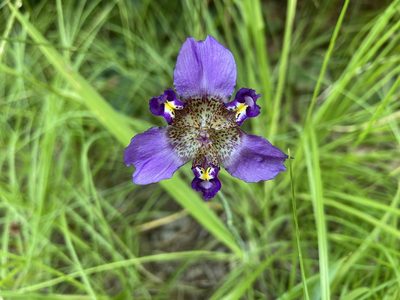 Alophia drummondii, photographed by Blake Bringhurst