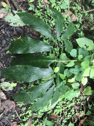 Xanthosoma helleborifolium, photographed by fern Wildtruth