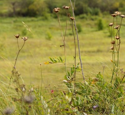 Rhaponticoides ruthenica, photographed by Вячеслав Юсупов