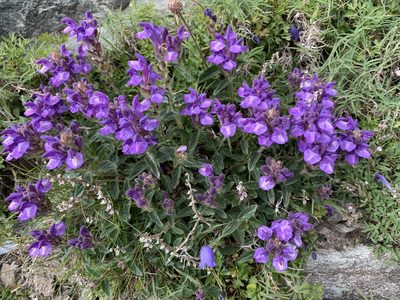 Scutellaria alpina, photographed by pavlaki1968