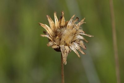 Rhaponticoides ruthenica, photographed by Вячеслав Юсупов