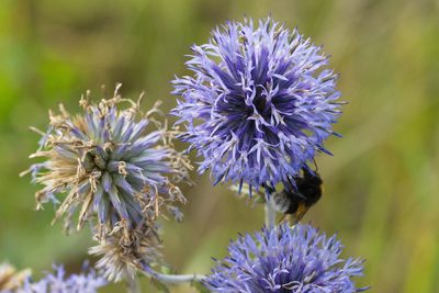 Echinops ritro, photographed by Вячеслав Юсупов