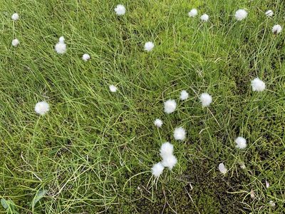 Eriophorum scheuchzeri, photographed by pavlaki1968