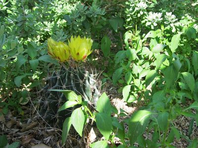 Thelocactus setispinus, photographed by Center for Urban Ecology
