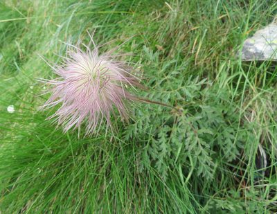 Pulsatilla alpina, photographed by Marco Mussita