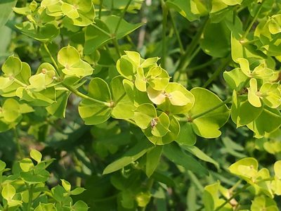 Euphorbia esula, photographed by Craig Martin